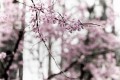 Carl Zeiss 100mm f/2.0 Milvus