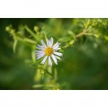 Laowa 180mm f/4.5 1.5x Ultra Macro APO