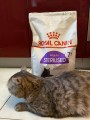 Royal Canin Sterilised 7+ 10 kg