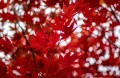 Panasonic 25mm f/1.7