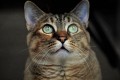 Carl Zeiss 100mm f/2.0 Milvus