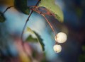 Panasonic 25mm f/1.7