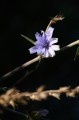 Panasonic 100-500mm f/5.0-7.1 OIS