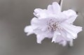 Carl Zeiss 100mm f/2.0 Milvus