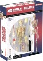 4D Master Human Skeleton Model 26059