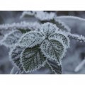 Olympus 90mm f/3.5 ED Macro IS Pro