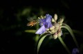 Carl Zeiss 100mm f/2.0 Milvus