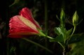 Carl Zeiss 100mm f/2.0 Milvus