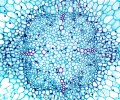 DELTA optical Genetic Bino