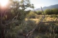 Carl Zeiss 35mm f/1.4 Distagon T* ZM