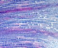 DELTA optical Genetic Bino