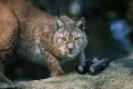 STEINER Wildlife 8x42