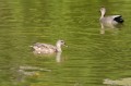 Panasonic 100-500mm f/5.0-7.1 OIS