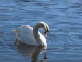 Фото сделанное Nikon Coolpix L330