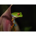 Olympus 90mm f/3.5 ED Macro IS Pro