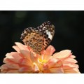 Olympus 90mm f/3.5 ED Macro IS Pro
