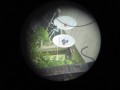 Celestron AstroMaster 76EQ