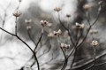 Carl Zeiss 100mm f/2.0 Milvus