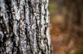 Panasonic 25mm f/1.7