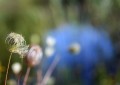 Panasonic 50mm f/1.4 S Pro