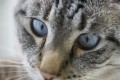 Sony 100mm f/2.8 GM FE Macro