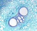DELTA optical Genetic Bino