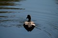 Panasonic 100-500mm f/5.0-7.1 OIS