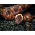 Olympus 90mm f/3.5 ED Macro IS Pro