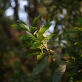 Panasonic 25mm f/1.7