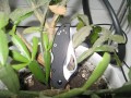 Spyderco Byrd Meadowlark FRN