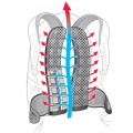 система вентиляции спины