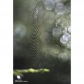Lensbaby Composer Pro II Edge 80