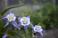 Panasonic 24-60mm f/2.8 Lumix S