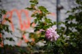 Sigma 17-40mm f/1.8 Art DC