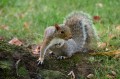 Panasonic 100-500mm f/5.0-7.1 OIS