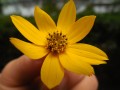 Nikon Coolpix L330