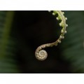 Olympus 90mm f/3.5 ED Macro IS Pro