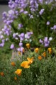Panasonic 24-60mm f/2.8 Lumix S