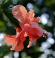 Fujifilm 18-55mm f/2.8-4.0 XF OIS Fujinon