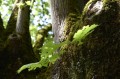 Panasonic 24-60mm f/2.8 Lumix S