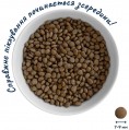 Home Food Puppy Mini Trout/Rice 700 g