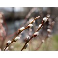Panasonic 20-60mm f/3.5-5.6 Lumix S