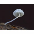 Olympus 90mm f/3.5 ED Macro IS Pro