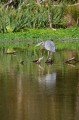 Panasonic 100-500mm f/5.0-7.1 OIS