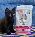 Schesir Kitten with Chicken 1.5 kg