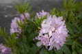 Panasonic 24-60mm f/2.8 Lumix S