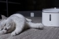 Xiaomi Smart Pet Fountain