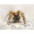 Olympus 90mm f/3.5 ED Macro IS Pro