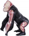 4D Master Gorilla 622012