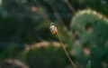 Panasonic 20mm f/1.7